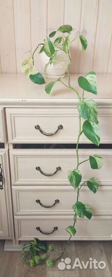 Эпипремнум Голден Квин (Golden Queen)