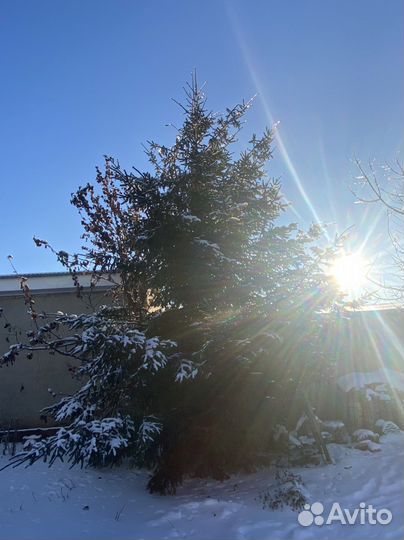 Ель новогодняя живая