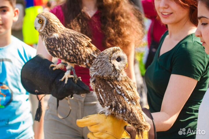 Прогулки с совами в Сокольниках
