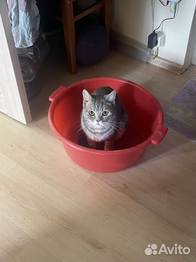 Кота отдам в добрынируки