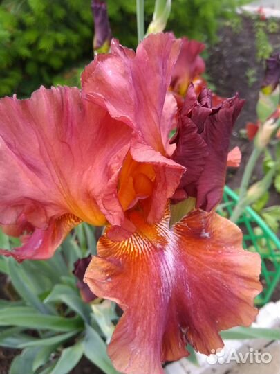 Многолетние цветы