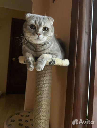 Шотландский вислоухий кот