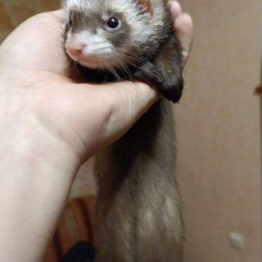 Домашний хорек