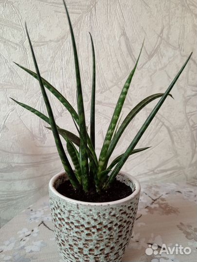 Сансевиерия