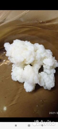 Тибетский молочный гриб/Чайный гриб