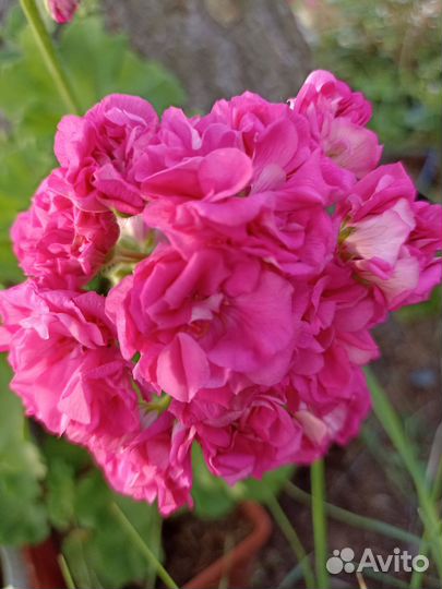 Пеларгонии