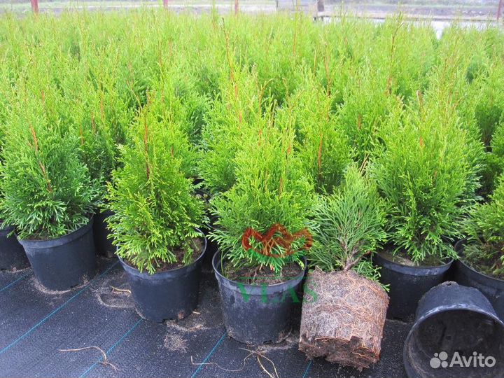 Саженцы туи