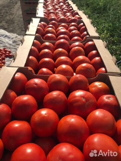 Помидоры