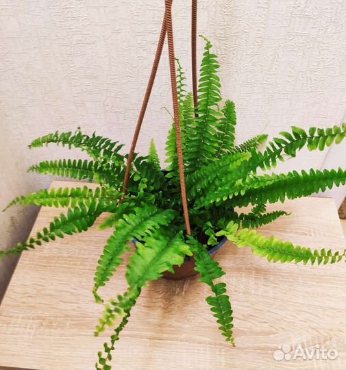 Папоротник нефролепис Грин Леди