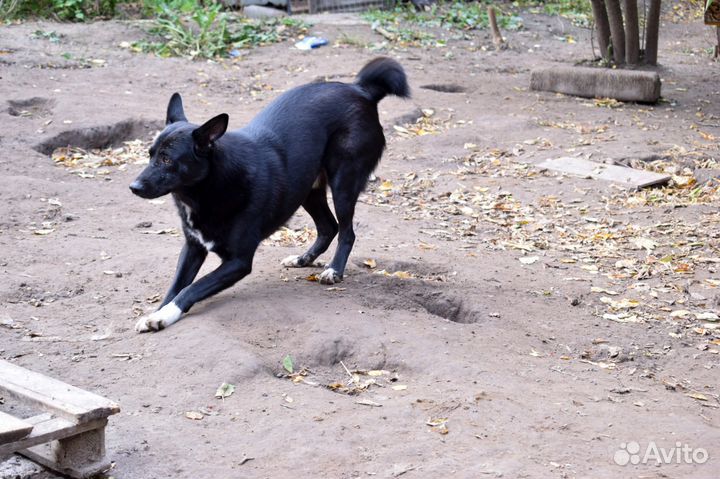Отдам крупного пса в хорошие руки