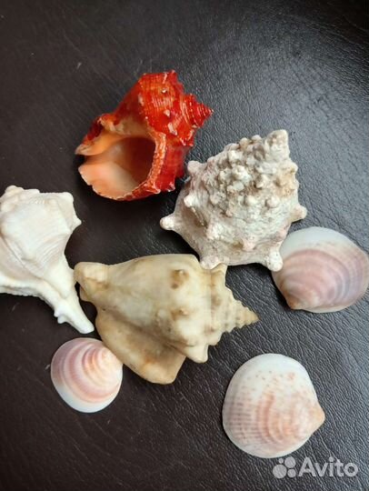 Ракушки набором