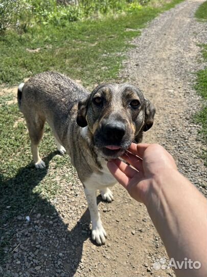 Собака ласковая 4 года в хорошие руки стерильна