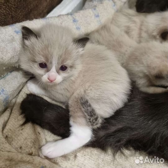 Котята в добрые руки