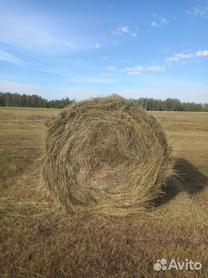 Продам сено в рулонах