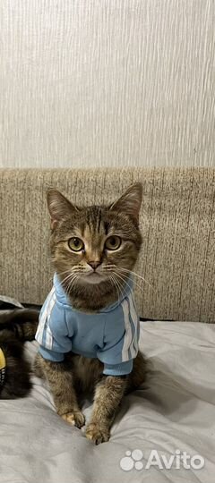 Кошка в дар