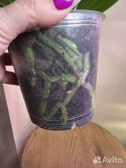 Орхидея фаленопсис биг лип,d12h65