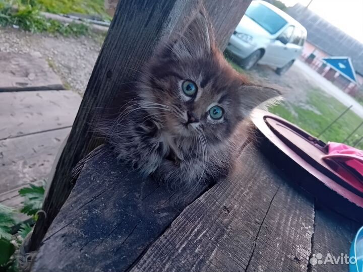 Кошки в добрые руки бесплатно