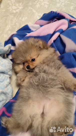 Померанский шпиц мини девочка