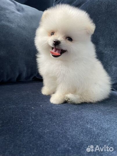 Щенки померанского шпица