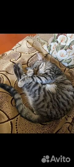Кот в добрые руки