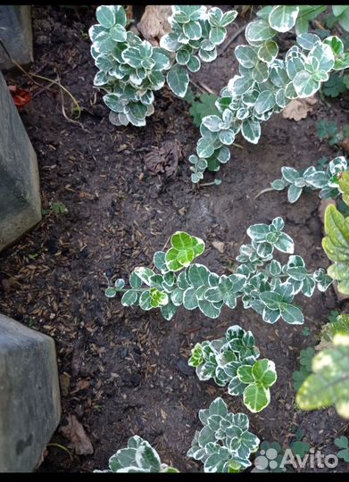 Бересклет форчуна