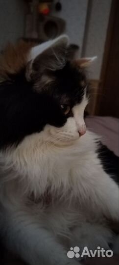 Котик в добрые руки