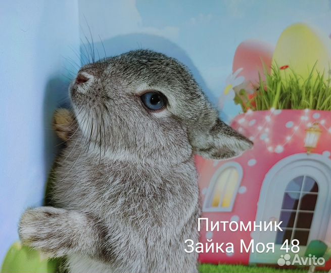 Карликовый кролик минор