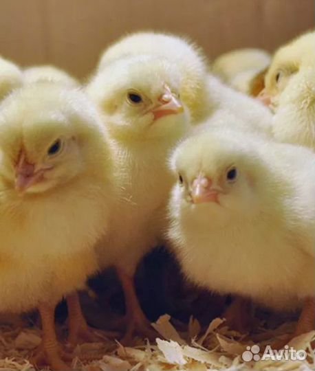 Цыплята суточные, недельные, несушка