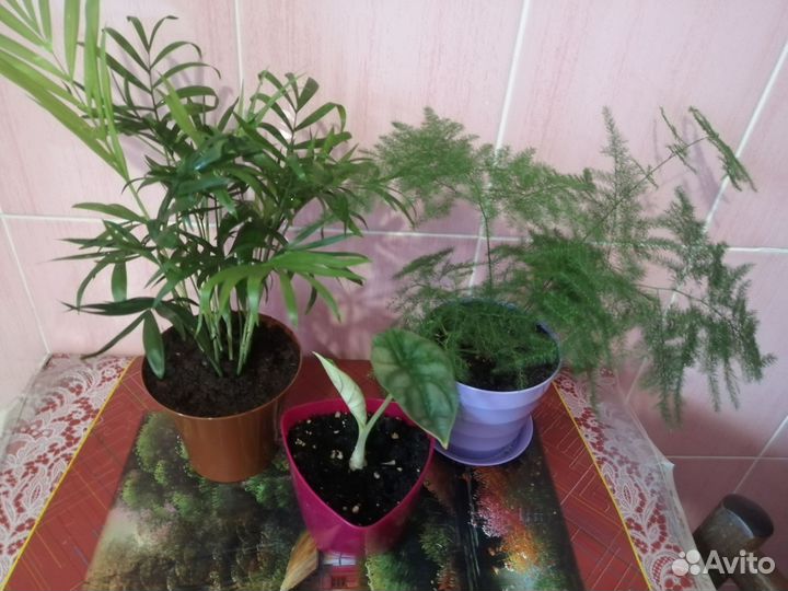 Комнатные цветы