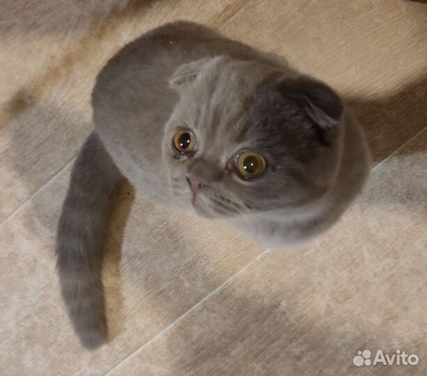 Котика в добрые руки отдам