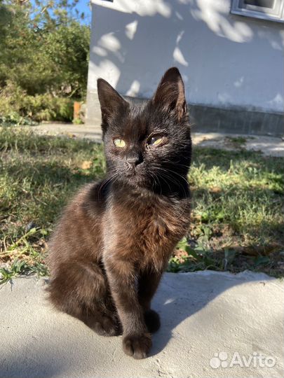 Котик мальчик