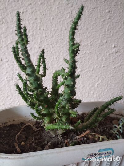 Цветы комнатные