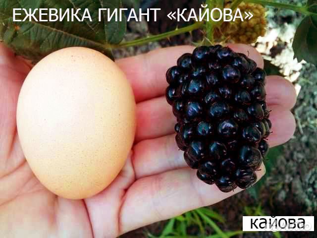 Саженцы ежевики