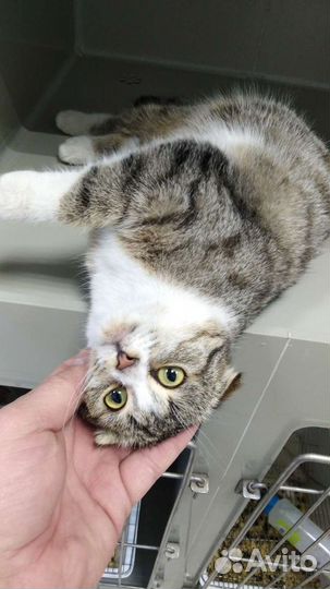 Ветеринарный врач/кастрация/стерилизация