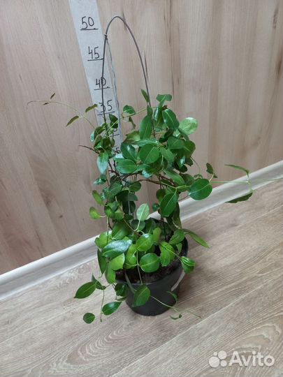 Комнатные растения, взрослые кусты