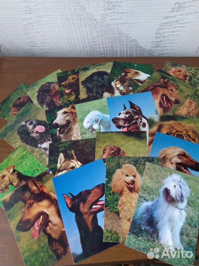 Открытки - Наши верные друзья. Породы собак