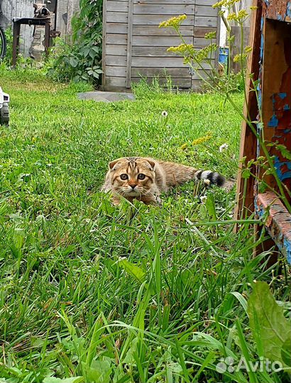 Шотландские котята