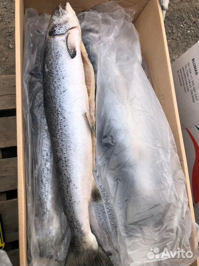 Рыба и морепродукты