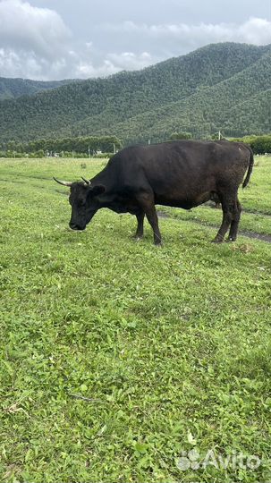 Джерсейская /абердин ангусская корова и телочка