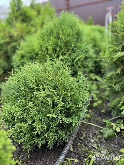 Туя Тини тим