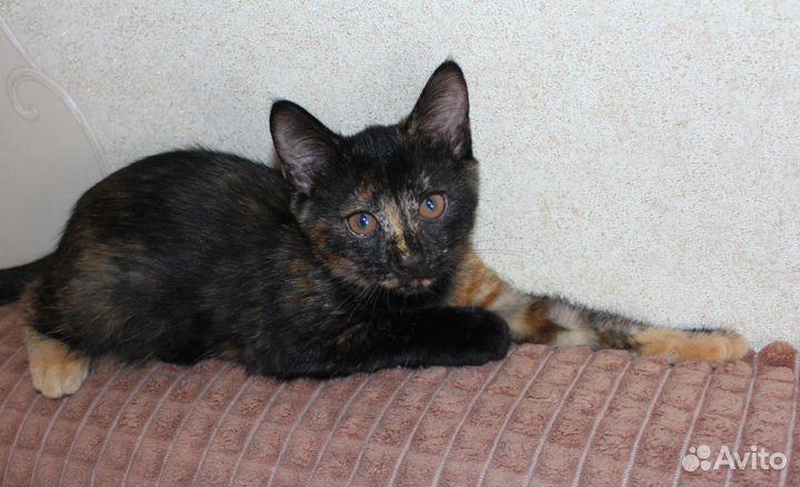 Котёнок девочка в хорошие руки