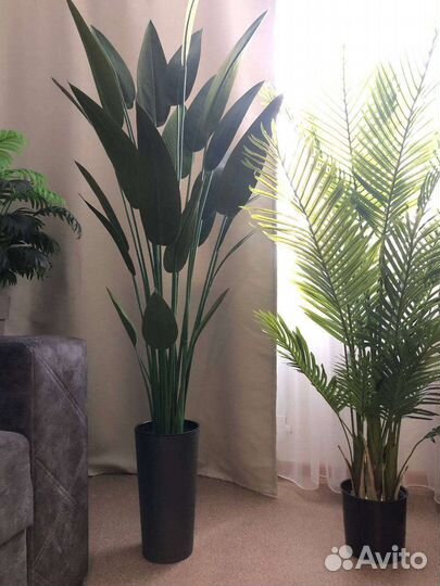 Искусственная пальма, стрелиция