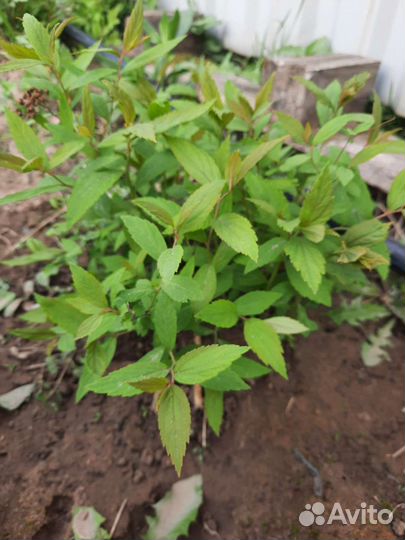 Многолетние садовые растения