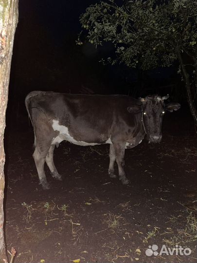 Коровы дойные