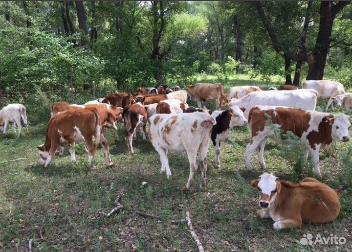 О Телята бычки и тёлки