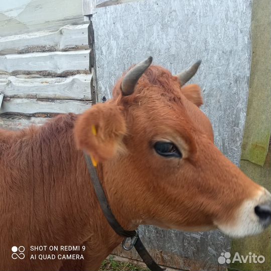 Нетель джерси