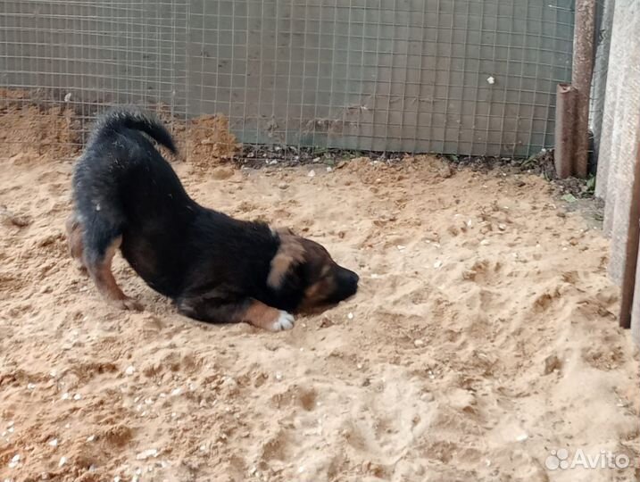 Собака девочка в добрые руки