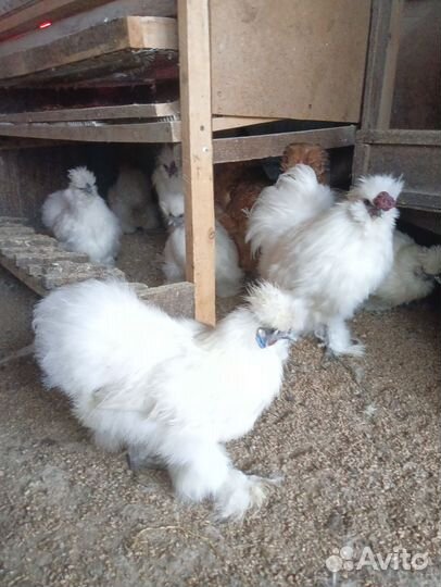 Китайские шелковые куры