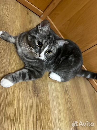Кошка