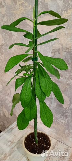 Синадениум гранта